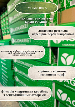 Эксклюзив! Абрикос "Бергаруж" (Bergarouge) (крупноплодный, средний срок созревания)15