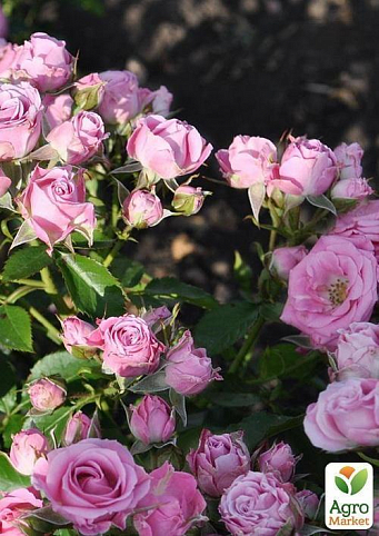 Роза чайно-гібридна "Рожева мелкоцветковая"