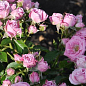 Роза чайно-гібридна "Рожева мелкоцветковая"