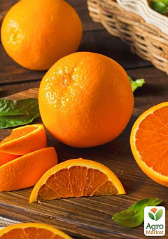 Апельсин "Пупочный"3