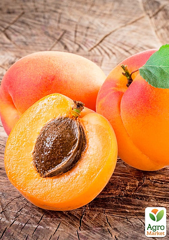 Персик-абрикос "Ромео" укорененный в контейнере (саженец 2 года)