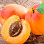 Персик-абрикос "Ромео" укорінений у контейнері (саджанець 2 роки) 