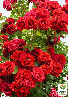 Ексклюзив! Троянда шрабова червона "Масакі" (Masaki) (преміальний чудовий сорт)2