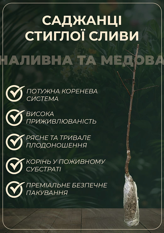 Слива "Старкінг Делішес" (осінній сорт, пізній термін дозрівання) 1 саджанець в упаковці