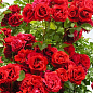 Ексклюзив! Троянда шрабова червона "Масакі" (Masaki) (преміальний чудовий сорт)