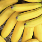 LMTD Банан Карликовый "Dwarf Cavendish" (высота 50-70см)