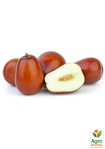 Зізіфус 2-х річний щеплений "Вахський" (ранній, великоплідний сорт) - фото 3