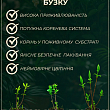 Бузок жовтий "Примроз (Primrose)" цена