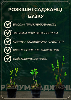 Сирень желтая "Примроз (Primrose)" 3