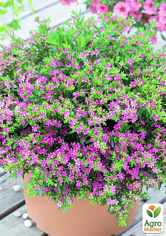 Куфея иссополистная, контейнер Р9, высота 10-20см