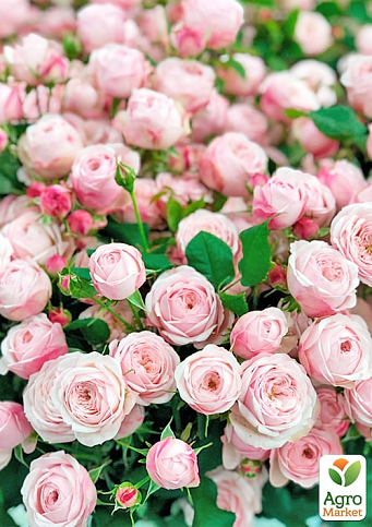 Роза кустовая "Менсфилд парк" (Mansfield Park) (саженец класса АА+) высший сорт