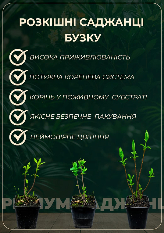 Бузок жовтий "Примроз (Primrose)" - фото 3
