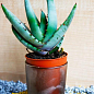 Суккулент "Алоэ" (Aloe marlothii) (Нидерланды)