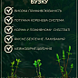 Бузок жовтий "Примроз (Primrose)" цена