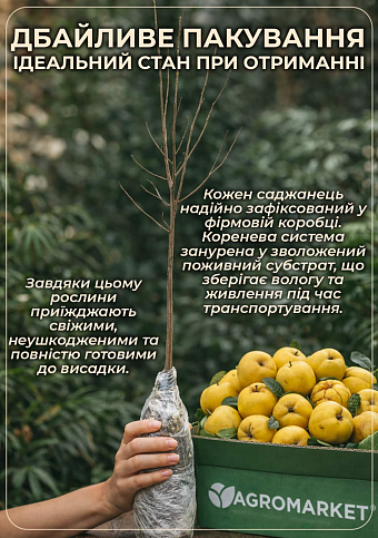 Айва грушевидная "Берецкий" (осенний сорт, средний срок созревания) - фото 3