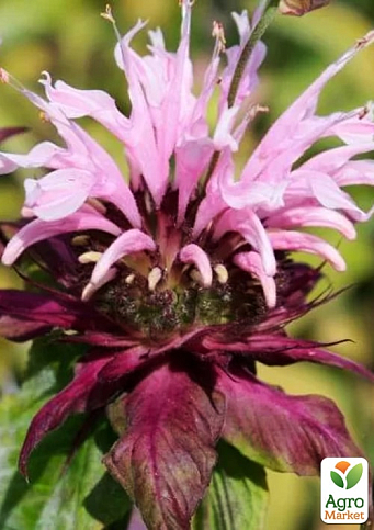 Бергамот (Монарда) лимонна "Beauty of Cobham" - фото 2