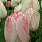 Тюльпан "Flaming Purissima"