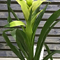 Гузманія біла (Guzmania sanguinea) "Bolero"
