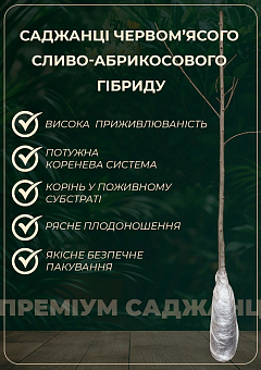 Гибрид сливы-абрикоса "Кинг-Конг" (средний срок созревания)15