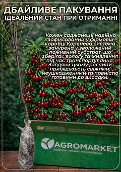 Вишня жовта (узкопірамідальна) 1 саджанець в упаковці25