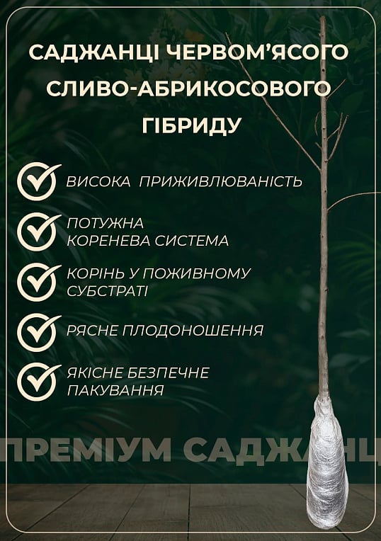 Ексклюзив! Японська слива "Сатсума" (Satsuma) (ранньостиглий) великоплідна 150грамм! - фото 4