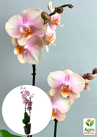 Орхидея (Phalaenopsis) "Dutch Diva"