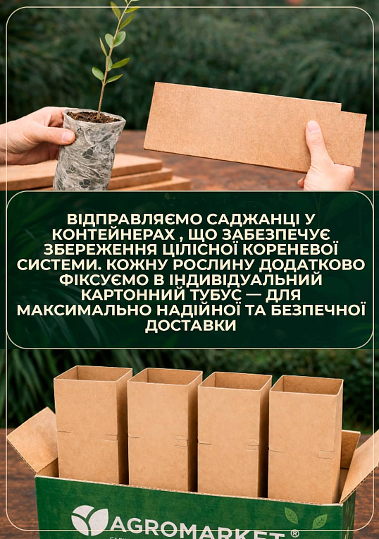 Фейхоа крымский (высота 20-30 см) возраст 2 года - фото 5