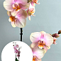 Орхидея (Phalaenopsis) "Dutch Diva"