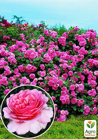 Роза плетистая "Пинк Мушимара" (саженец класса АА+) высший сорт