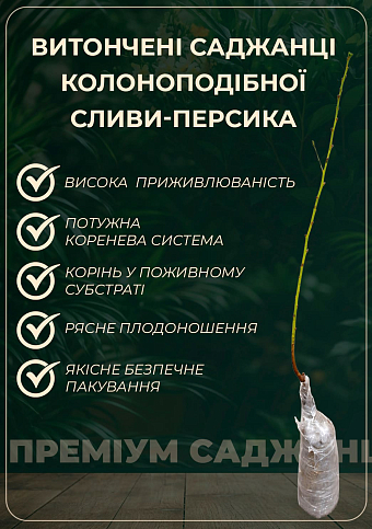 Эксклюзив! Гибрид сливы-персика "Сливовый нектарин" - фото 2