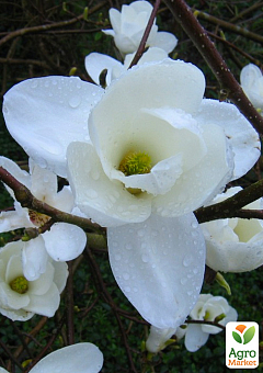 Магнолия Обнажённая "Magnolia Denudata" 1