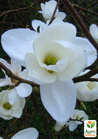 Магнолия Обнажённая "Magnolia Denudata" 