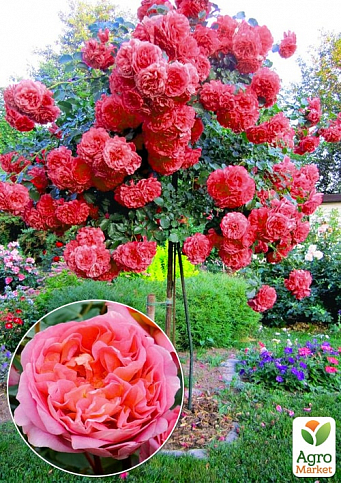 Окулянты Розы на штамбе «Strawberry Hill»