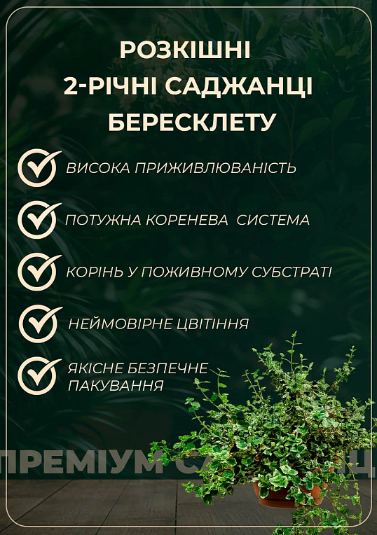 Бересклет Японский 2-х летний Microphyllus "Aureovariegatus" (высота 20-40см)