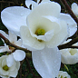 Магнолія Оголена "Magnolia Denudata"
