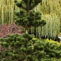 Сосна черная "Oregon Green" С7.5, высота 50-60см купить