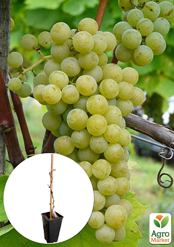 Виноград винный "Мускарис" (укорененный саженец в контейнере)