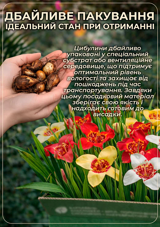 Тігрідія "Рожева" 5шт - фото 3