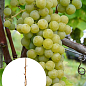 Виноград винный "Мускарис" (укорененный саженец в контейнере)