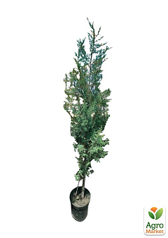 Кипарис Аризонський 8-річний (Cupressus arizonica) висота 180-200см21
