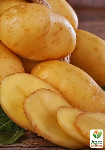 Картопля "Джолін" насіннєва середньостигла (1 репродукція) 1кг