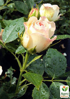 Роза флорибунда "Pastella" (саженец класса АА+) высший сорт1