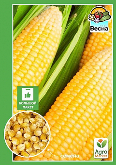 Как сажать кукурузу: схема посадки кукурузы - Agro-Market