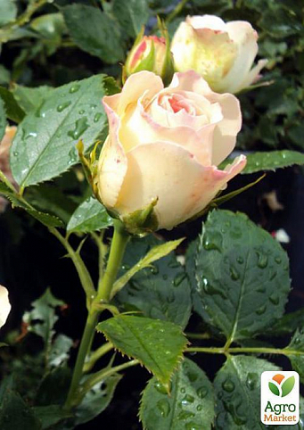 Троянда флорибунда "Pastella" (саджанець класу АА +) вищий сорт