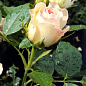 Роза флорибунда "Pastella" (саженец класса АА+) высший сорт
