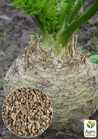 На вагу Селера коренева "Силач" ТМ "Весна" ціна за 2г