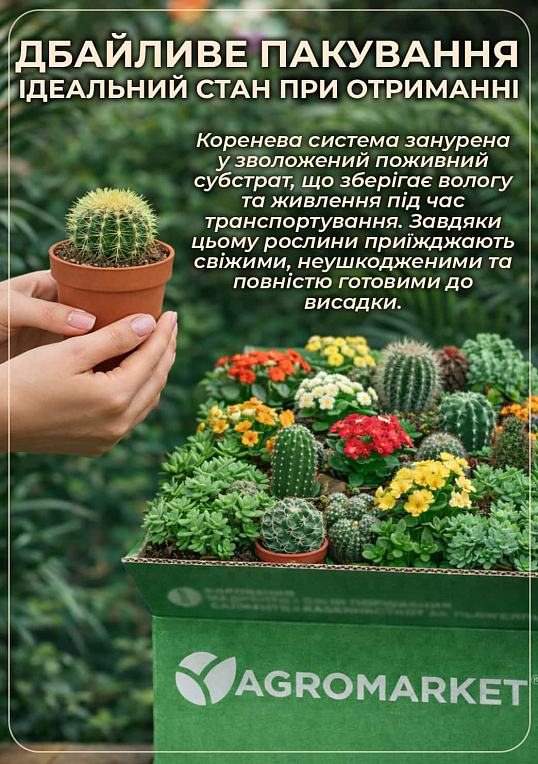 Опунция садовая Розовая (зимующий кактус)