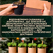LMTD Виноград "Bianca" (сортовий, укорінений)