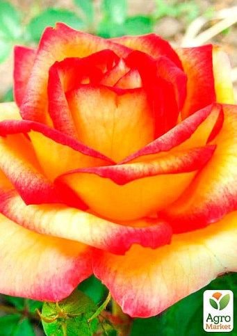 Троянда чайно-гібридна "Тутті-Фрутті" (саджанець класу АА +) вищий сорт - фото 2