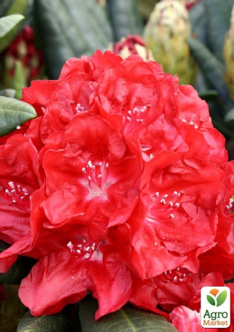 Рододендрон гибридный "Busuki" - фото 6